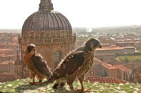 Los halcones, Ieronimus y Vega, que han nacido en la Catedral de Salamanca. / FOTOGRAFÍAS: SEO-BIRDLIFE